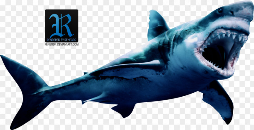 Shark Head Great White Attack Megalodon Art PNG