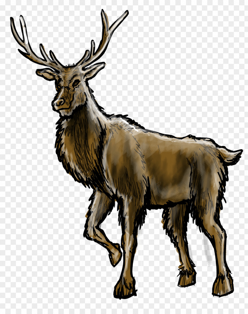 Antler Reindeer Elk Antelope Goat Cattle PNG