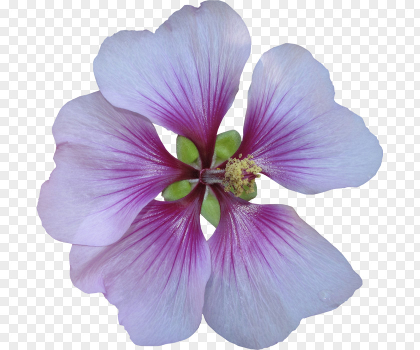 Common Hibiscus Color Clip Art PNG