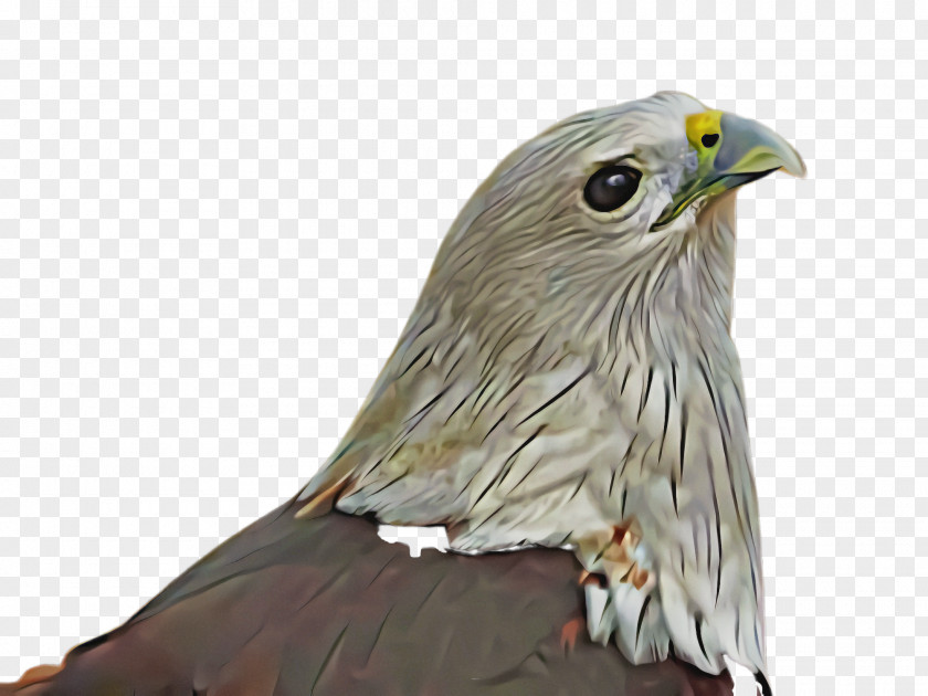 Coopers Hawk Sharp Shinned Bird Eagle Of Prey Beak PNG
