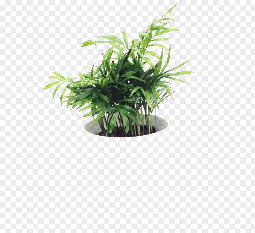 Flowerpot Houseplant Herb Tree PNG