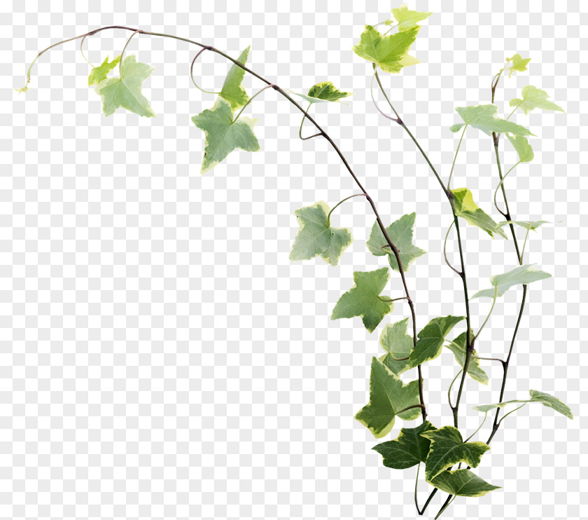 Leaves tree Twig Adobe Photoshop Flowerpot Plant Stem PNG