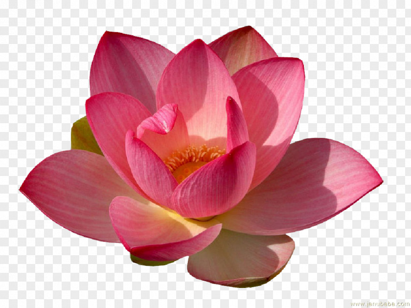 Lily Sacred Lotus Clip Art Image Desktop Wallpaper PNG