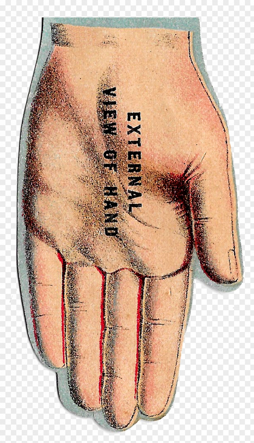 Anatomy Finger Joint Arm Human PNG