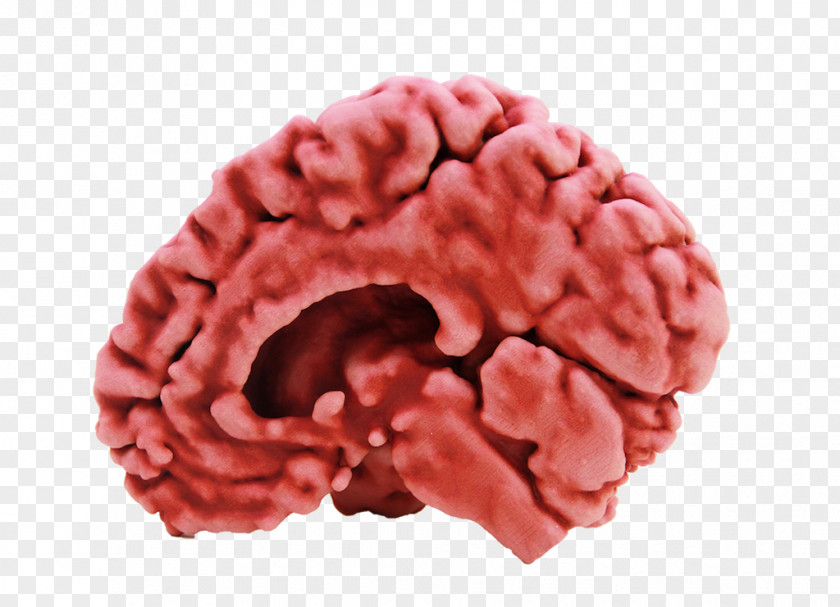 Brain Model 3D Printing Human Modeling PNG