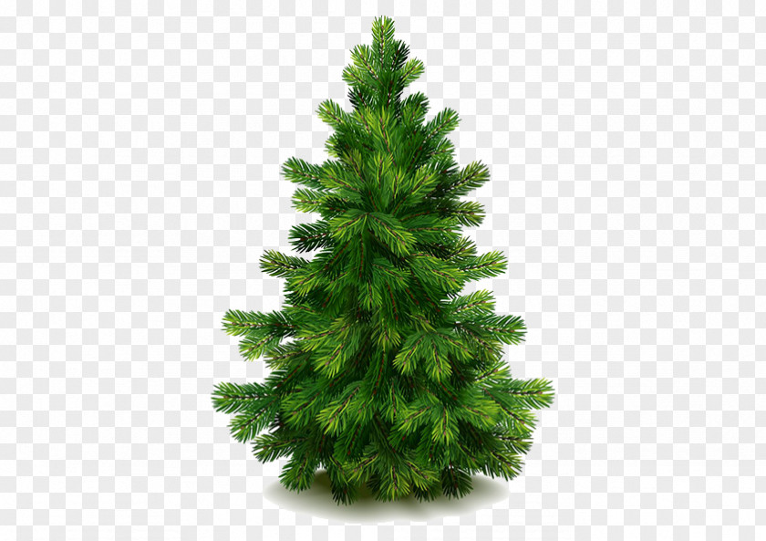 Green Christmas Tree Eastern White Pine Fir PNG
