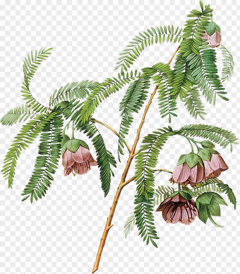 Tamarind Flower Floral Design Photography PNG