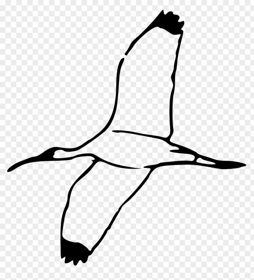 Bird Crane Ibis Clip Art PNG