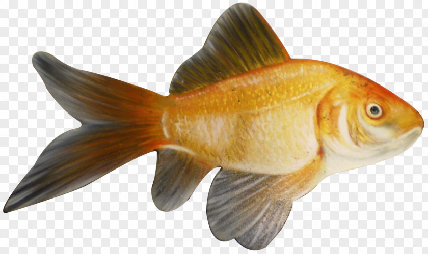 Fish Goldfish Feeder Animal PNG