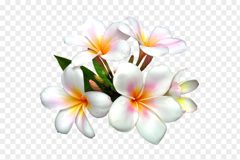 Flower Clip Art Floral Illustrations Image PNG