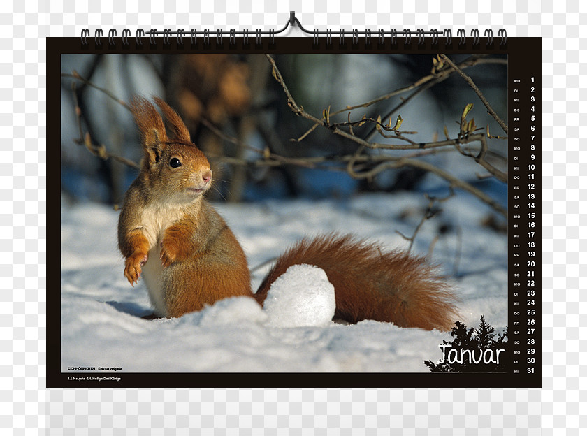 Kalender 2018 Indonesia American Red Squirrel Western Gray Chipmunk PNG