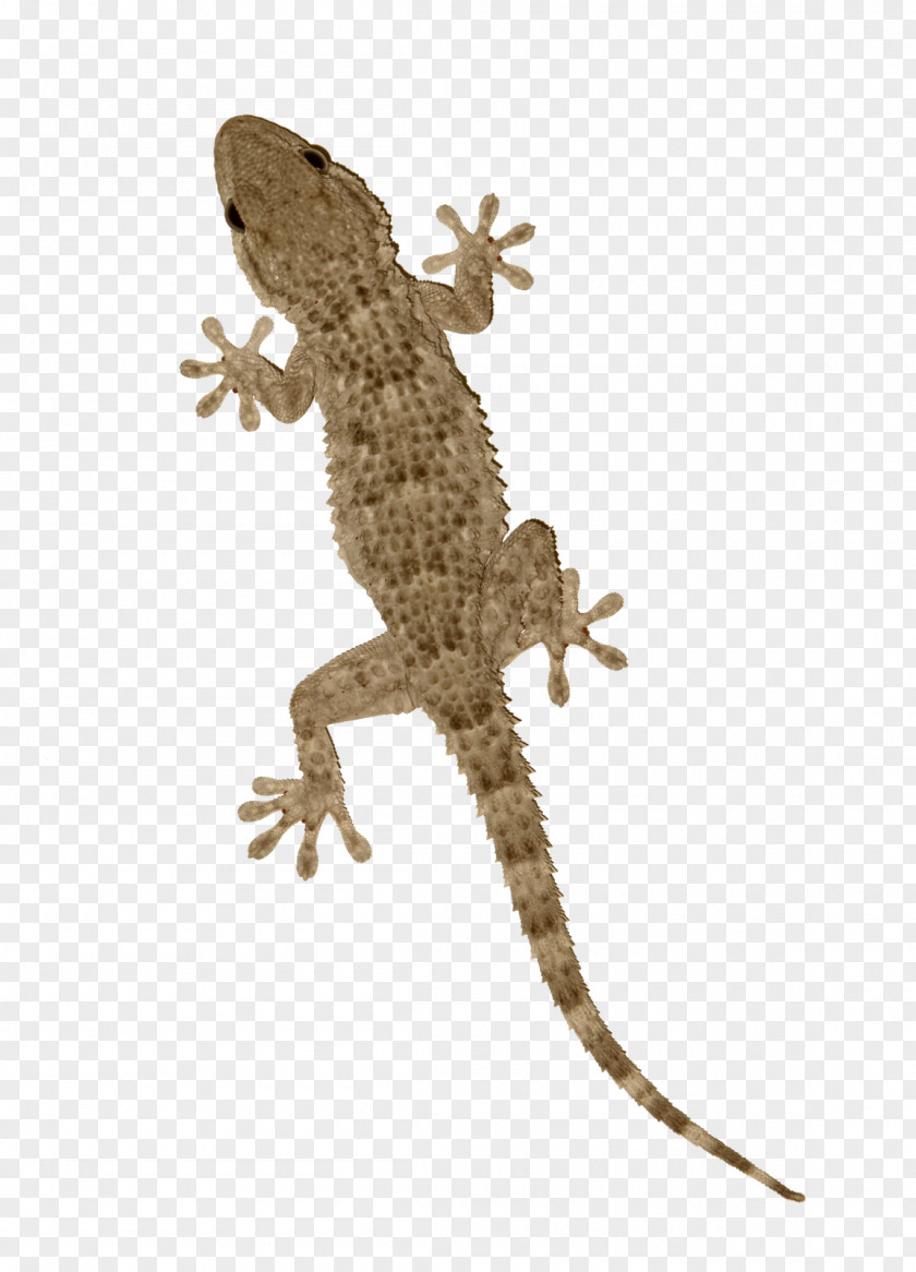 Lizard Agama Tokay Gecko Reptile PNG
