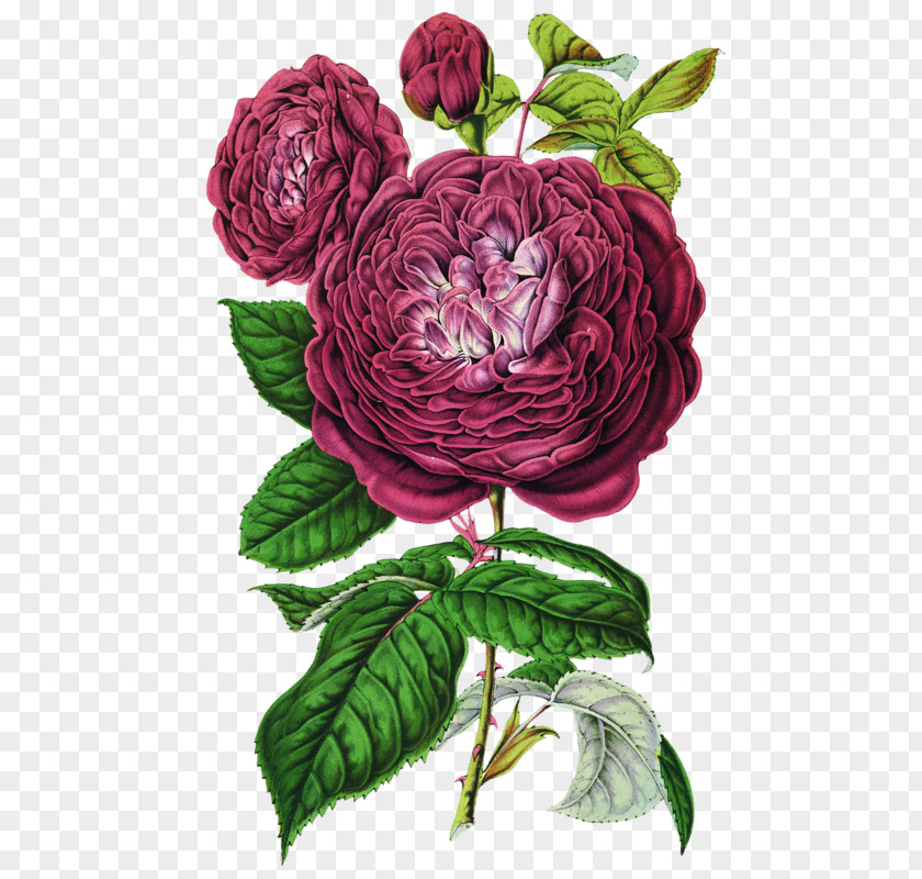 Rose Botanical Illustration Botany Choix Des Plus Belles Fleurs PNG