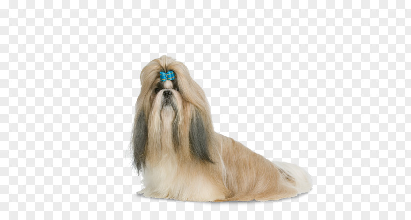 Shih Tzus Tzu Little Lion Dog Havanese Lhasa Apso Chinese Imperial PNG