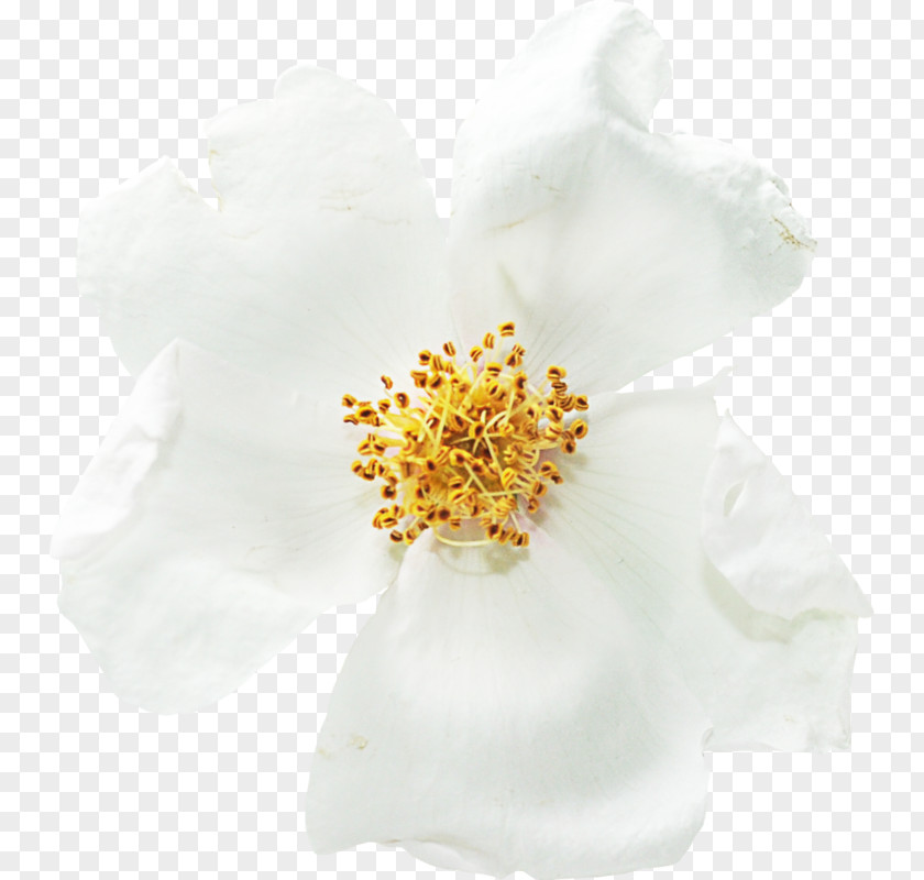 Theaceae Pollen Flowers Background PNG