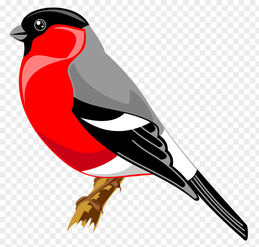 Bird Drawing Finches Yandex Search Clip Art PNG