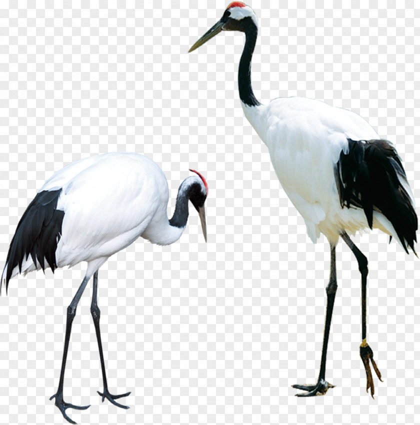 Two Red-crowned Cranes PNG