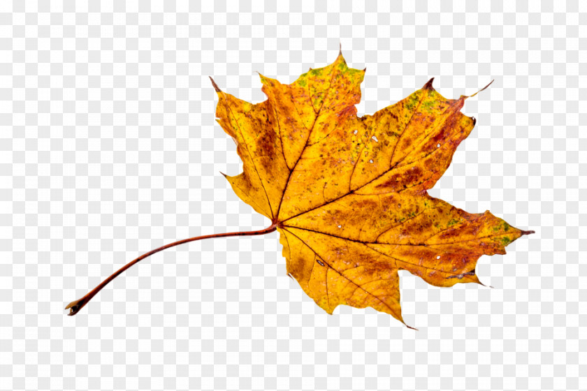 Autumn Clip Art Image Leaf PNG