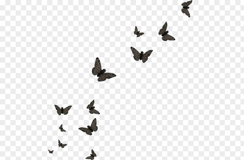 Butterfly Group Papillon Dog Editing PNG
