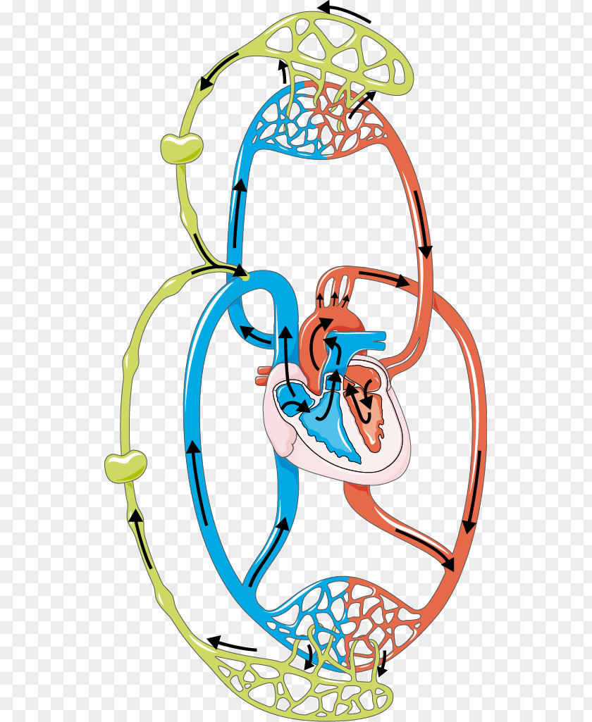 Circulatory System Lymphatic Blood Lymph Node PNG