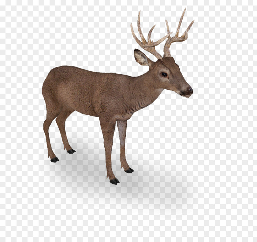 Supermoto Elk White-tailed Deer Reindeer Even-toed Ungulates PNG