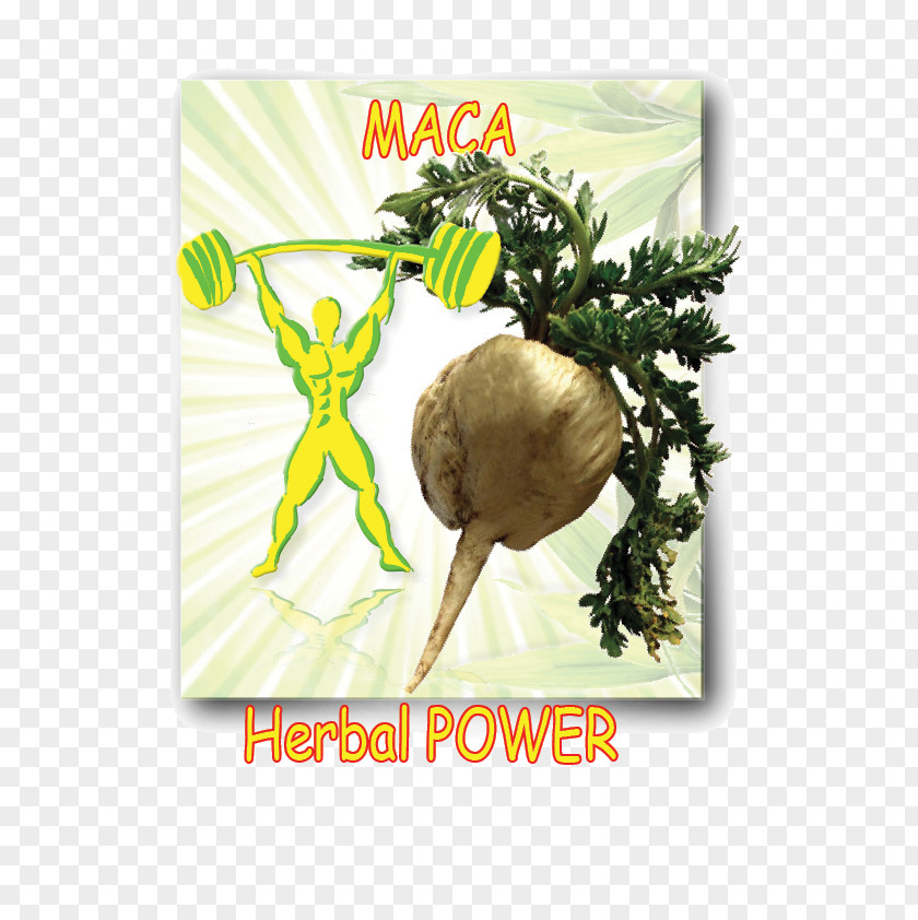 Vegan Power Organic Food Leaf Vegetable Natural Foods Maca Root PNG