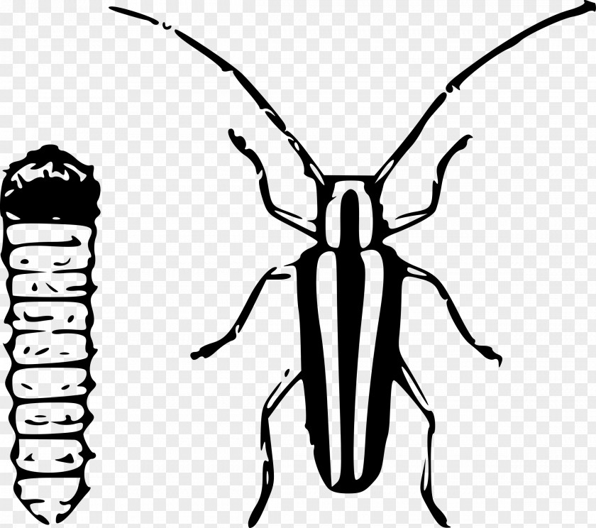 Beetle Clip Art PNG