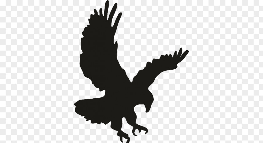 Bird Bald Eagle Clip Art PNG