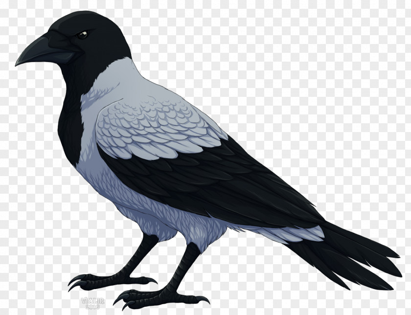 Crow Hooded Carrion DeviantArt PNG