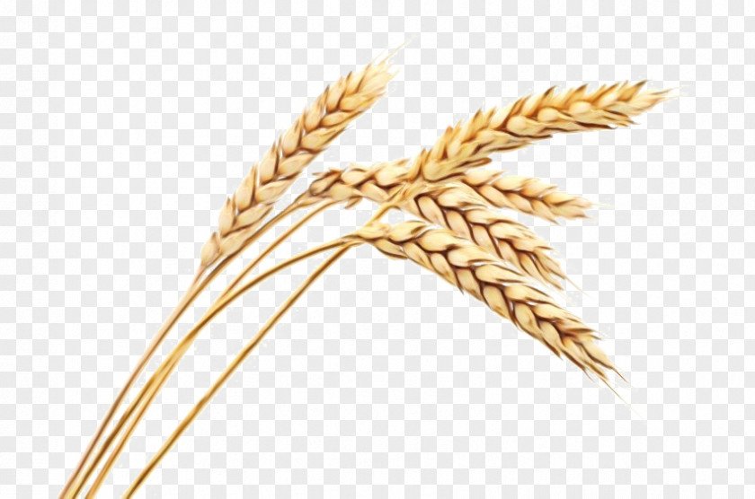 Dinkel Wheat Millet Cartoon PNG