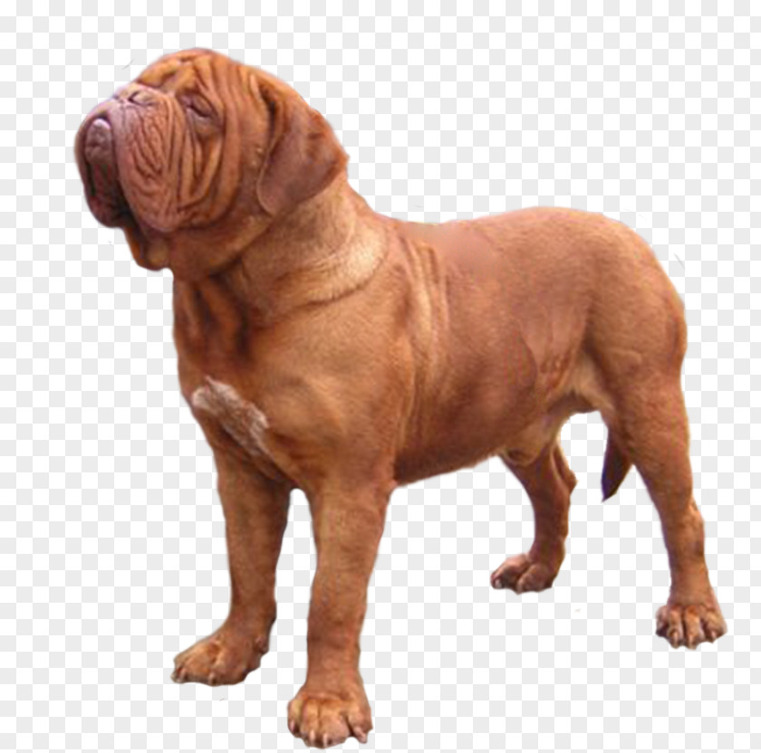 Dogue De Bordeaux Dog Breed Tosa Fila Brasileiro Dorset Olde Tyme Bulldogge PNG