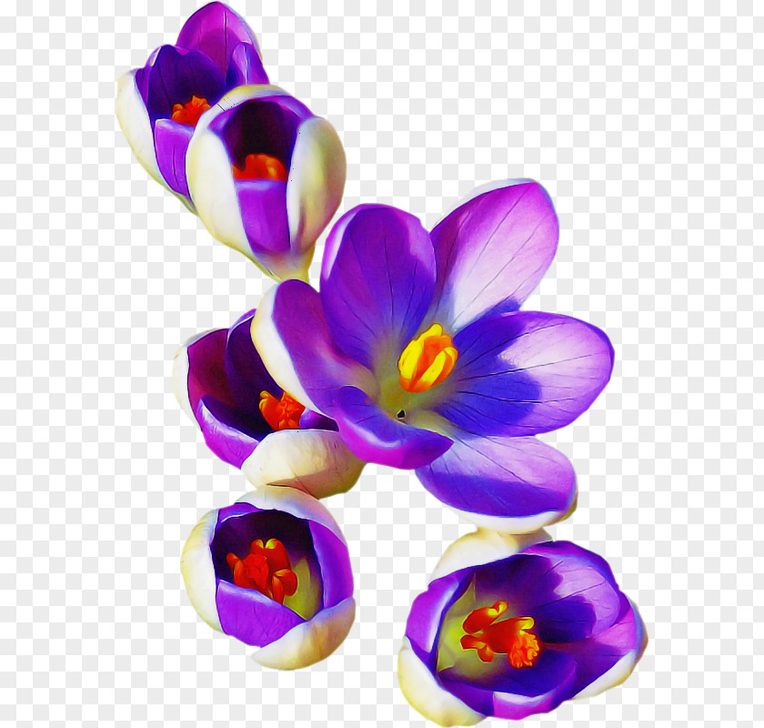 Iris Family Snow Crocus Violet Flower Petal Purple PNG