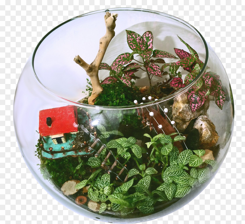 Plant Polka Dot Terrarium Glass Sansevieria PNG