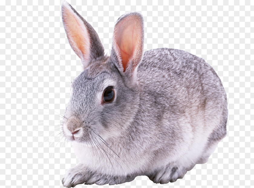 Rabbit European Domestic PNG