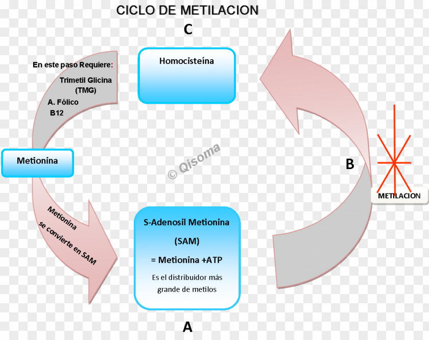 Remolacha Hypertension Brand Diagram Epigenetics Artery PNG