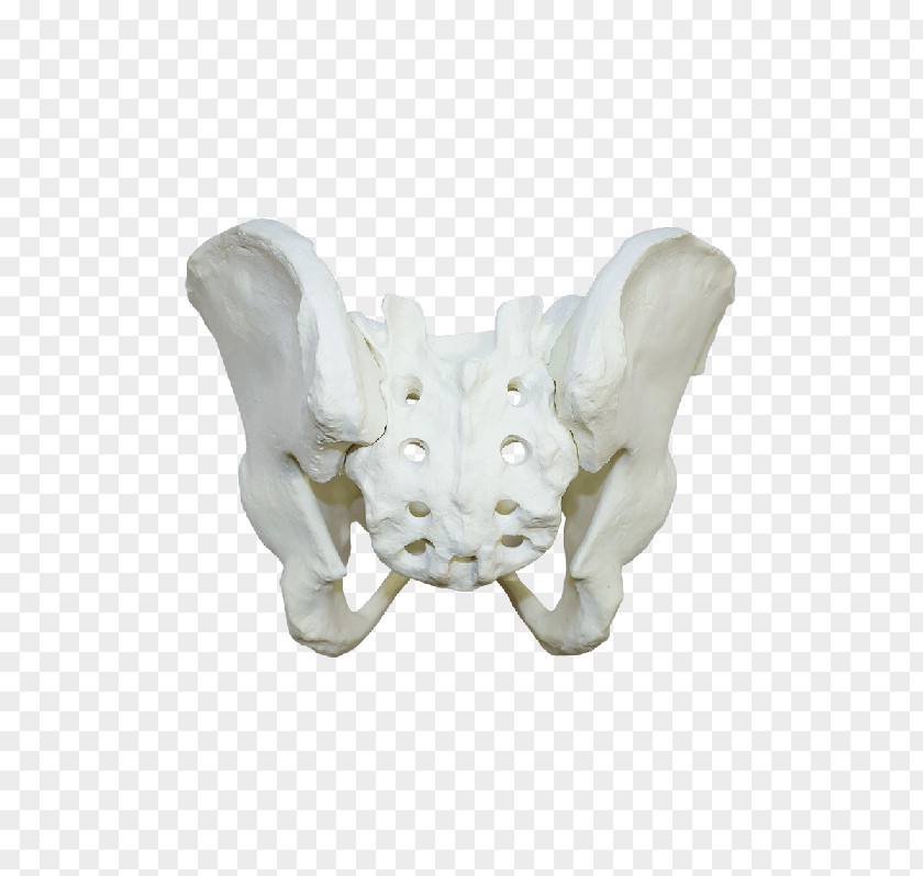 Skeleton Bone Human Anatomy Femur PNG