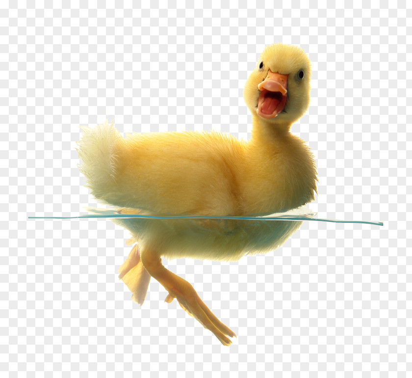 Duck Indian Runner Cygnini Baby Ducks Bird PNG