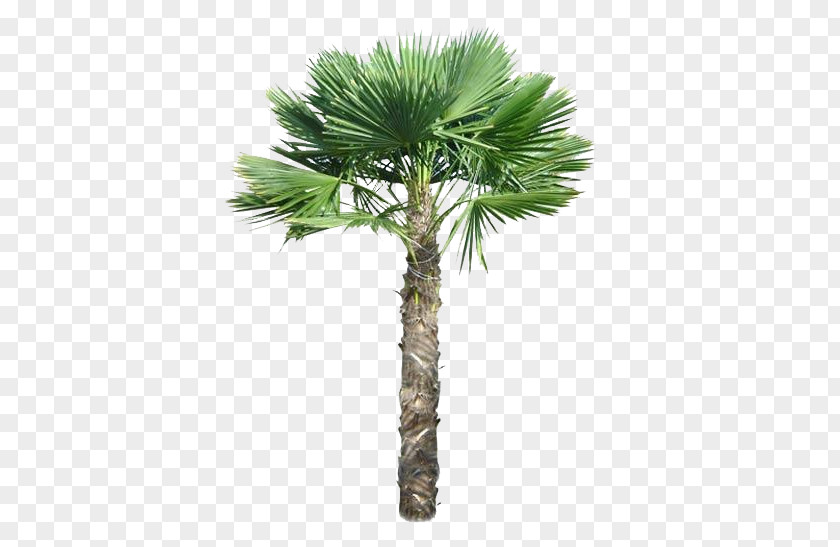 Palm Top Trachycarpus Fortunei Arecaceae Tree Pygmy Date PNG