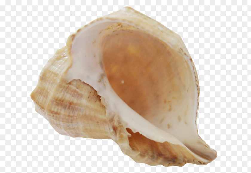 Sea Snail Clip Art PNG