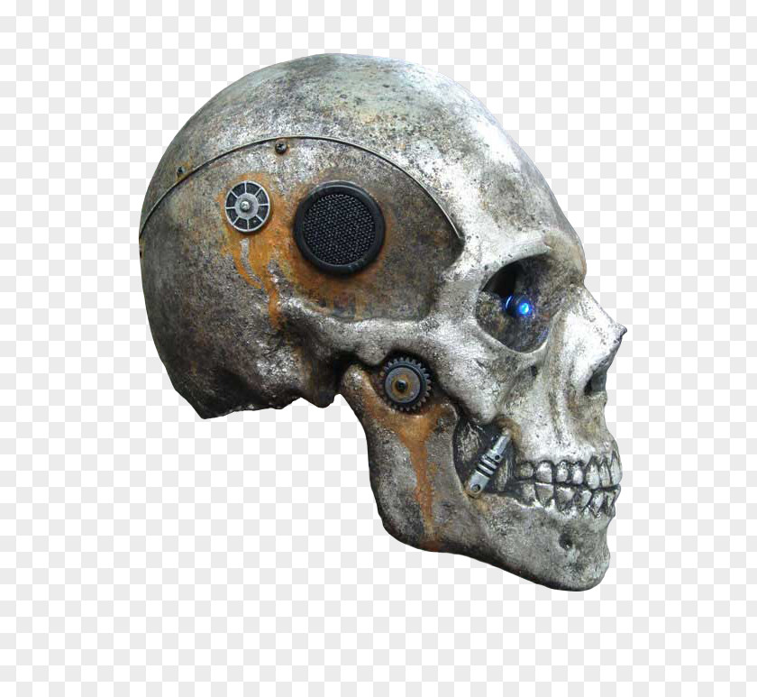 Skull Image Vertebrate Bone Brain Skeleton PNG