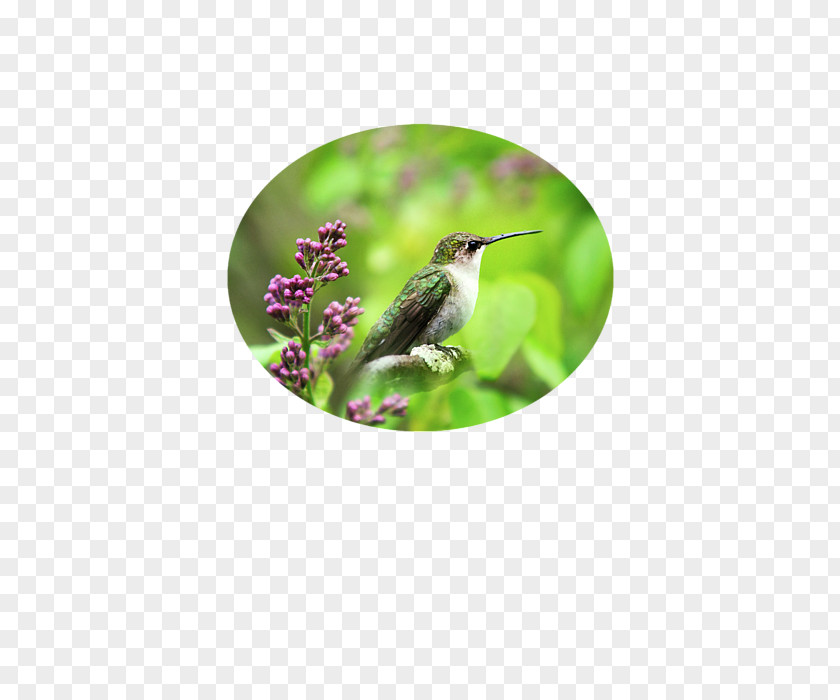Ruby-throated Hummingbird Samsung Galaxy S5 Laptop Beak PNG
