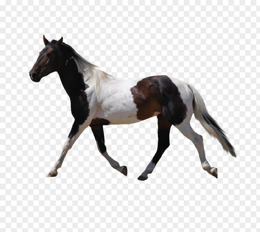 Spotted Horse American Paint Mustang Konik PNG