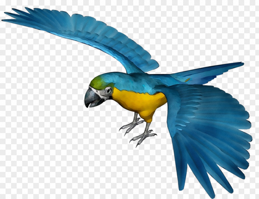 Tail Wing Bird Parrot PNG