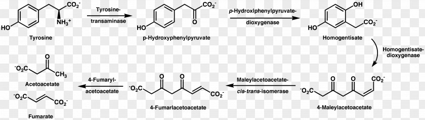 Tyrosine 4-Hydroxyphenylpyruvic Acid Amino Small Molecule PNG