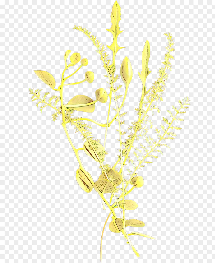 Yellow Plant Flower Stem PNG