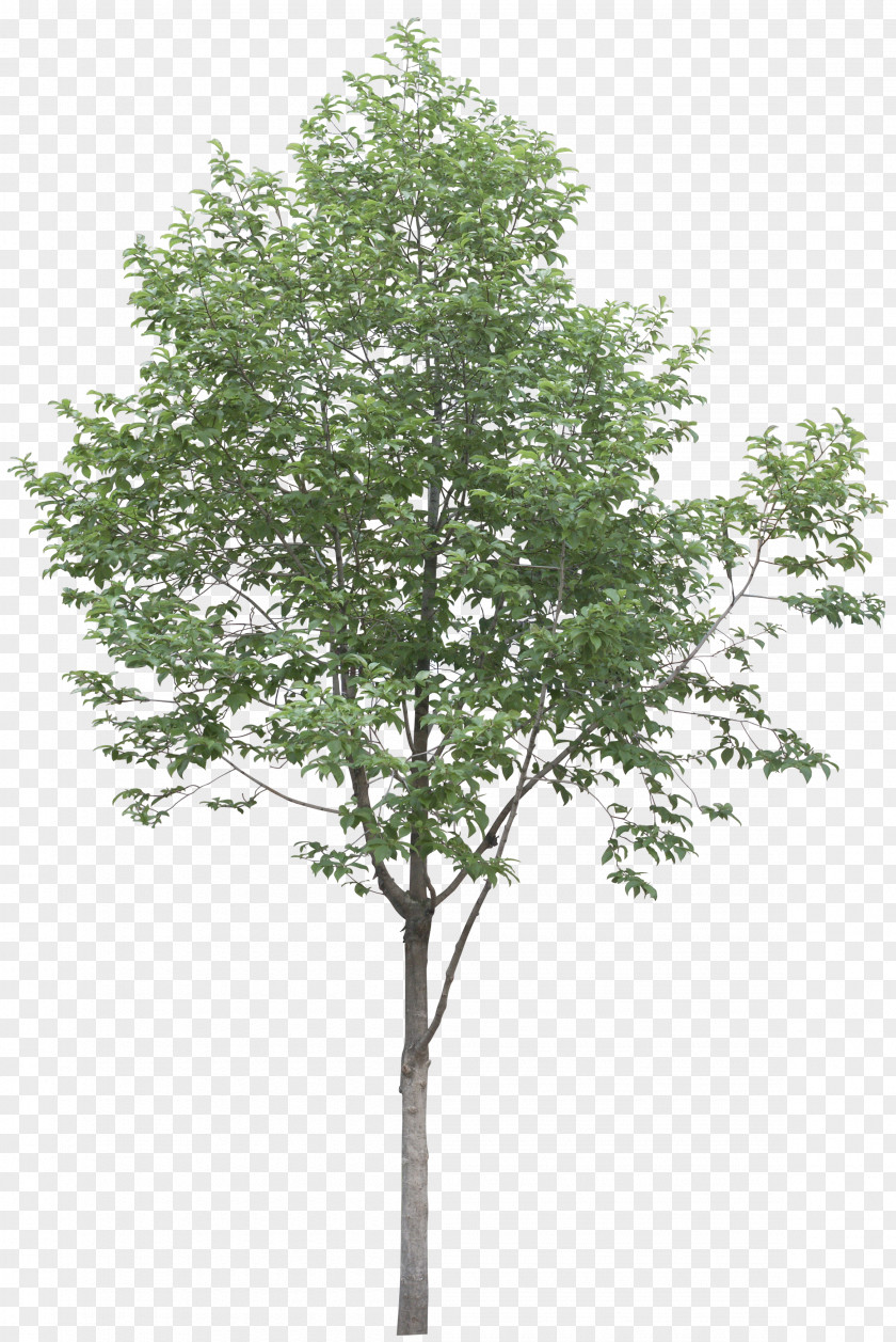 Highres Plane Trees Populus Alba Plant PNG