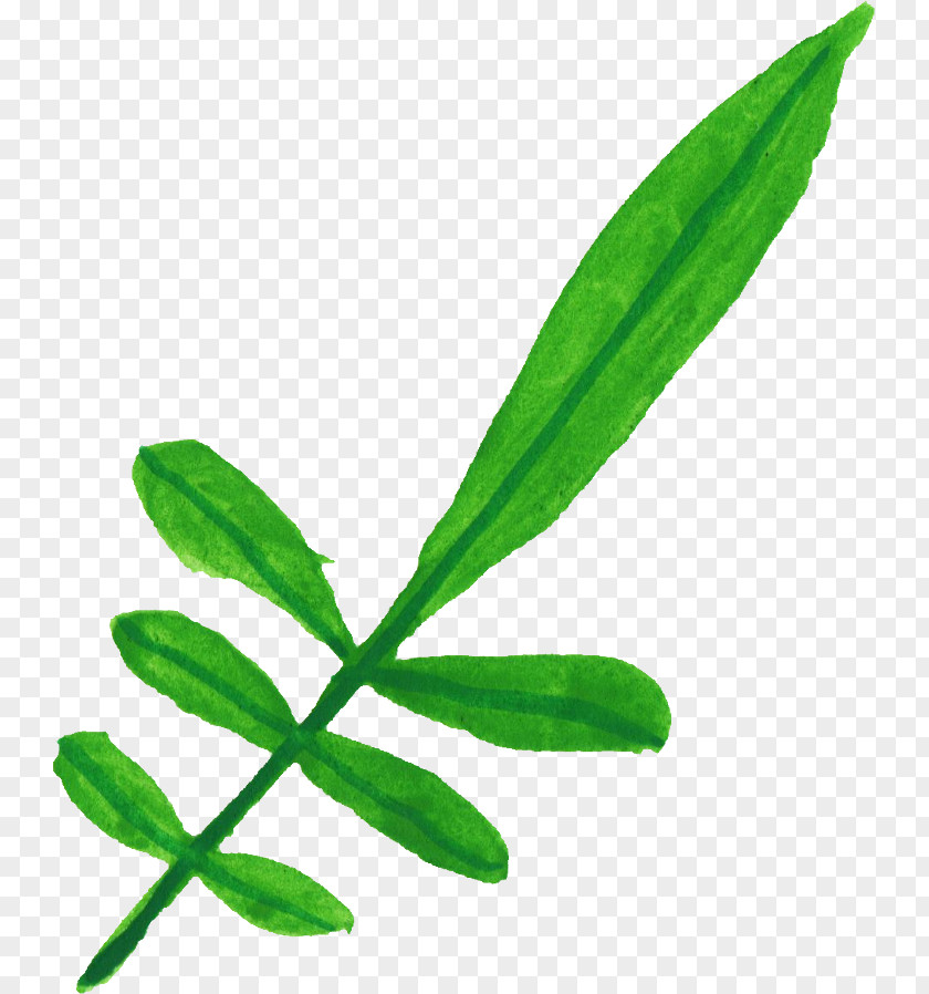 Leaf File Format Plant Stem Transparency PNG