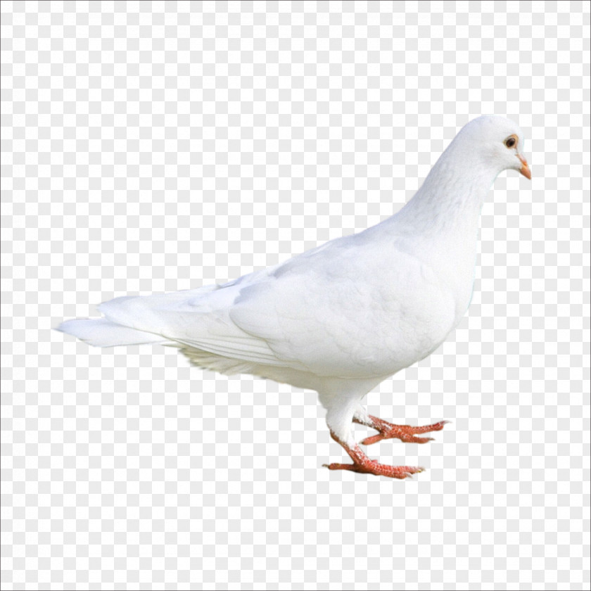 Pigeon Rock Dove Columbidae Bird Stock PNG