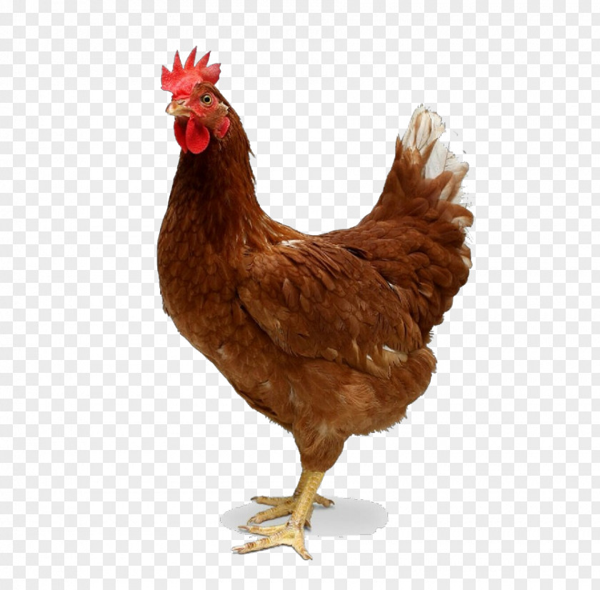 Livestock Fowl Chicken Bird Rooster Comb Poultry PNG
