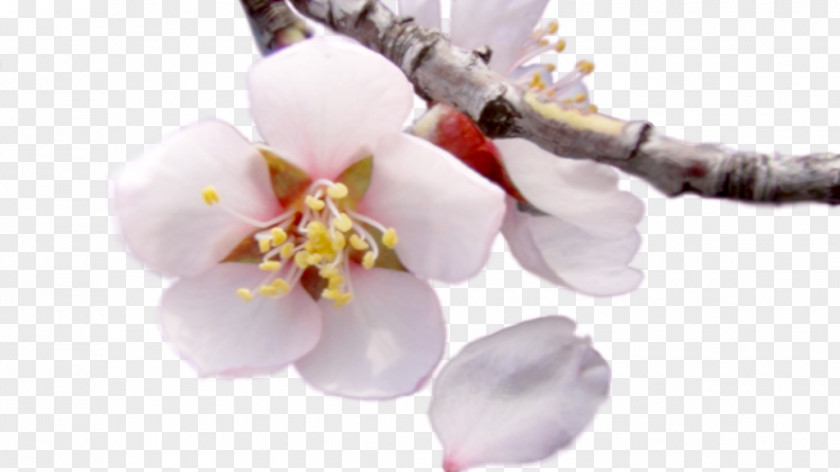 Almond Blossom Moth Orchids Cherry Cut Flowers Petal PNG